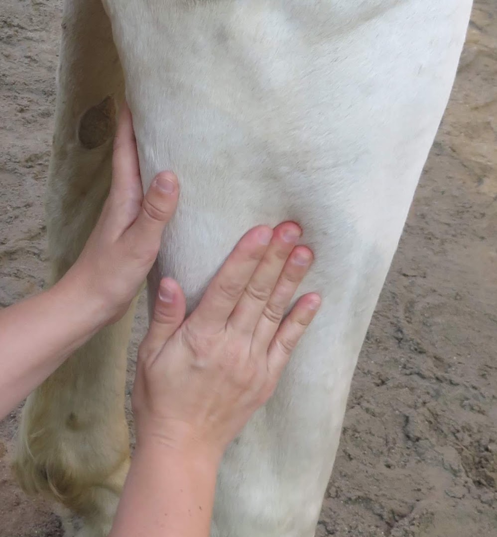 Carine Delbaere - Masseuse équin et canin - Massages bien-être humains · Photos 8
