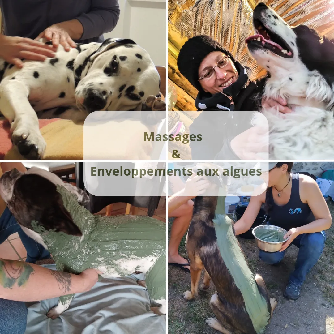 Carine Delbaere - Masseuse équin et canin - Massages bien-être humains · Photos 5