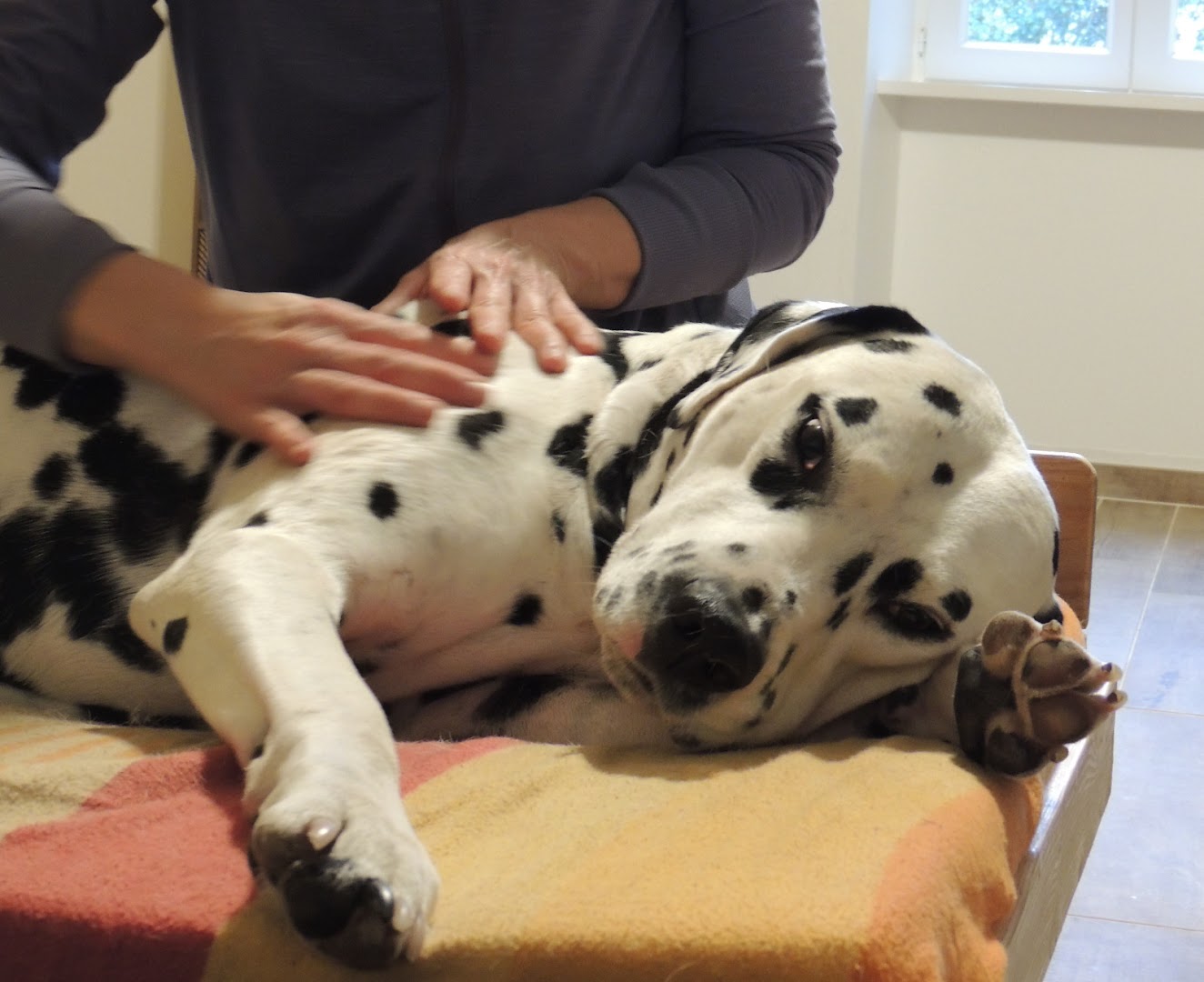 Carine Delbaere - Masseuse équin et canin - Massages bien-être humains · Photos 3