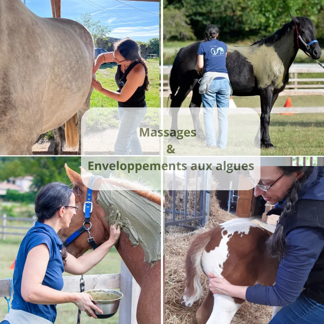Carine Delbaere - Masseuse équin et canin - Massages bien-être humains · Photos 4